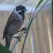 Nacen los primeros polluelos de escribano palustre iberoriental criados en cautividad en el Centro de Recuperación de Fauna La Granja de El Saler