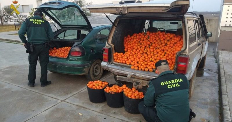 LA UNIÓ denuncia que solo uno de cada cuatro robos que se producen en el campo valenciano son esclarecidos