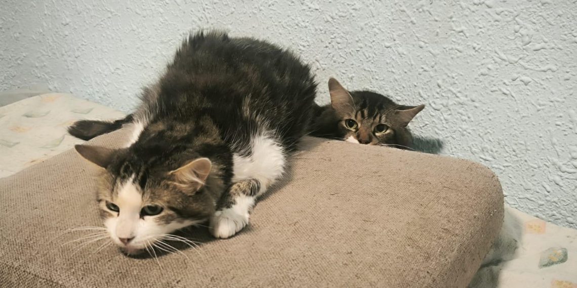 Retiran 17 gatos de una vivienda en Valencia tras inspección por problemas de salubridad y convivencia