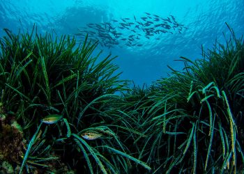 La Generalitat crea un frente común con Murcia, Andalucía y Baleares para proteger y fomentar la posidonia en el Mediterráneo