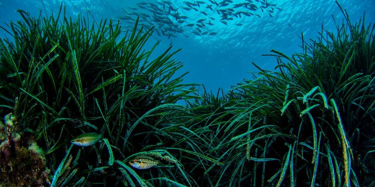 La Generalitat crea un frente común con Murcia, Andalucía y Baleares para proteger y fomentar la posidonia en el Mediterráneo