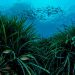 La Generalitat crea un frente común con Murcia, Andalucía y Baleares para proteger y fomentar la posidonia en el Mediterráneo