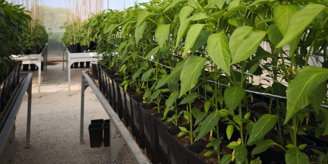 Conselleria de Innovación impulsa ‘Integral’, un proyecto valenciano para obtener productos biofertilizantes sostenibles