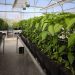 Conselleria de Innovación impulsa ‘Integral’, un proyecto valenciano para obtener productos biofertilizantes sostenibles