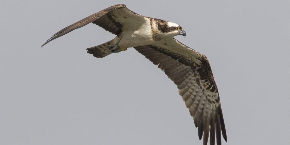 Regresa al Marjal de la Safor el primer macho de águila pescadora liberado en 2023 en la Comunitat Valenciana