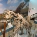 El Museo Paleontològico de Valencia recibe ya a sus primeros visitantes