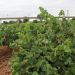LA UNIÓ prevé una cosecha de uva de vino normal y de gran calidad en la Comunitat Valenciana tras varios años marcados por la sequía