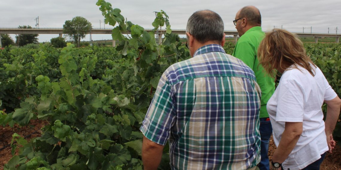 LA UNIÓ prevé una cosecha de uva de vino normal y de gran calidad en la Comunitat Valenciana tras varios años marcados por la sequía