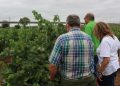 LA UNIÓ prevé una cosecha de uva de vino normal y de gran calidad en la Comunitat Valenciana tras varios años marcados por la sequía
