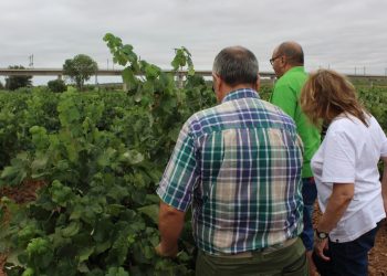 LA UNIÓ prevé una cosecha de uva de vino normal y de gran calidad en la Comunitat Valenciana tras varios años marcados por la sequía