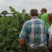 LA UNIÓ prevé una cosecha de uva de vino normal y de gran calidad en la Comunitat Valenciana tras varios años marcados por la sequía