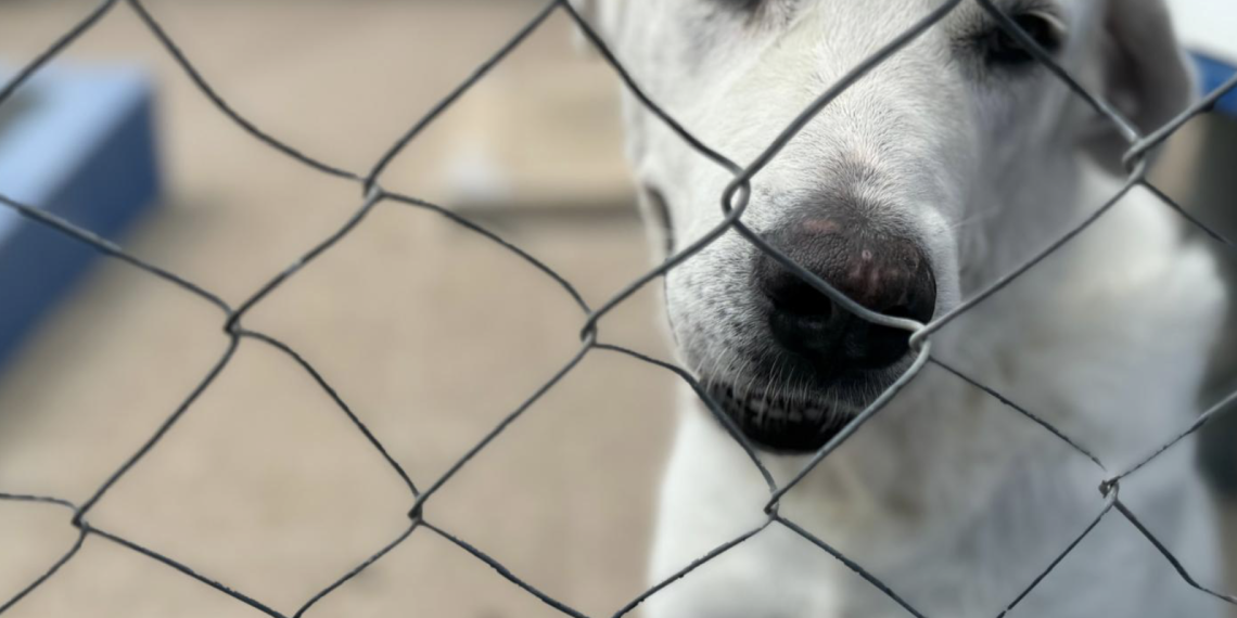 La Generalitat destina más de un millón de euros en ayudas para la protección animal y la conservación de la biodiversidad