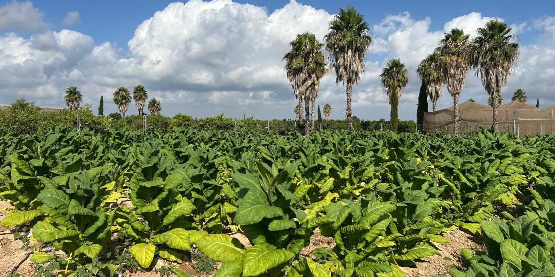 Tabaco sin nicotina y con valor terapéutico: un ensayo pionero en la finca Sinyent