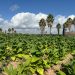 Tabaco sin nicotina y con valor terapéutico: un ensayo pionero en la finca Sinyent