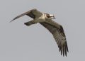 Una docena de crías de águila pescadora llegan desde Escocia al Parque Natural Marjal de Pego-Oliva para su reintroducción en la C. Valenciana