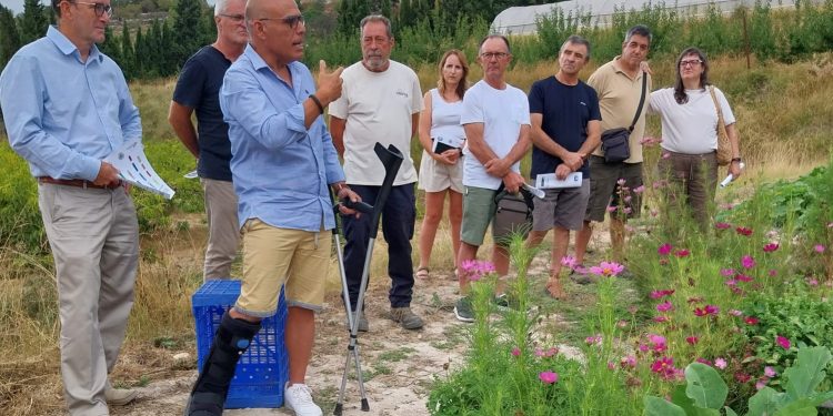 La Conselleria estudia variedades tradicionales de tomate en la Vall d’Albaida para impulsar su cultivo rentable