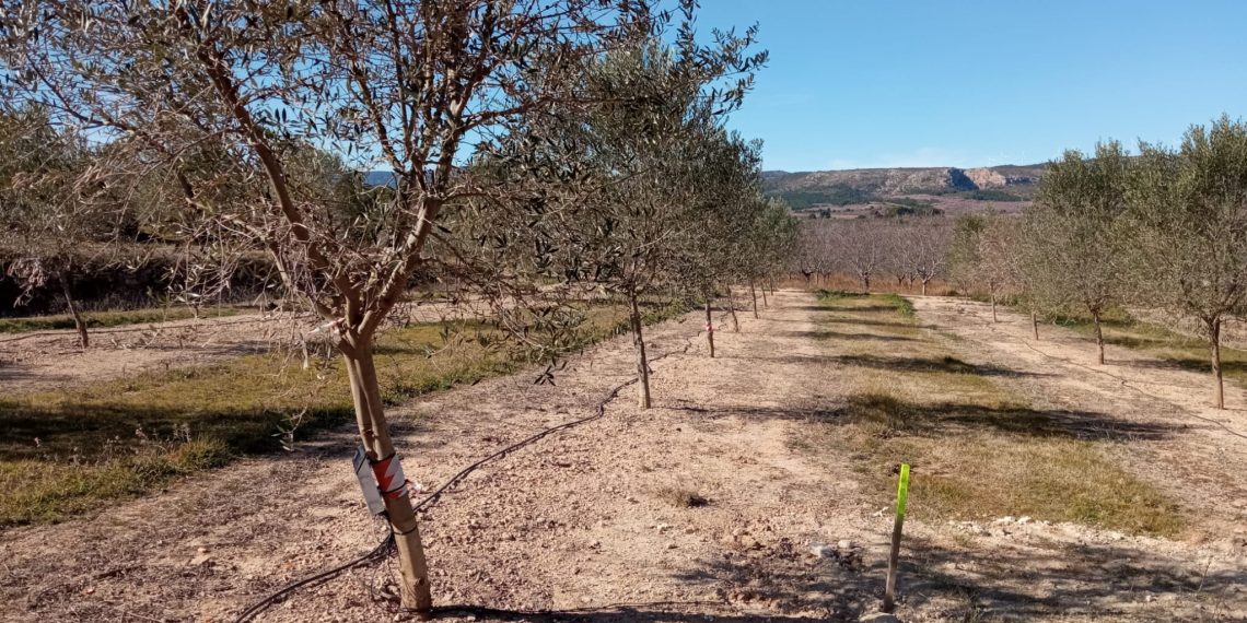 El IVIA apuesta por el riego deficitario controlado en olivar para optimizar el uso del agua sin reducir la producción de aceituna y aceite