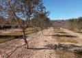 El IVIA apuesta por el riego deficitario controlado en olivar para optimizar el uso del agua sin reducir la producción de aceituna y aceite