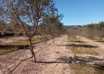 El IVIA apuesta por el riego deficitario controlado en olivar para optimizar el uso del agua sin reducir la producción de aceituna y aceite