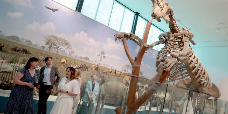 El Museo Paleontológico reabre con tecnología inmersiva e itinerarios interactivos