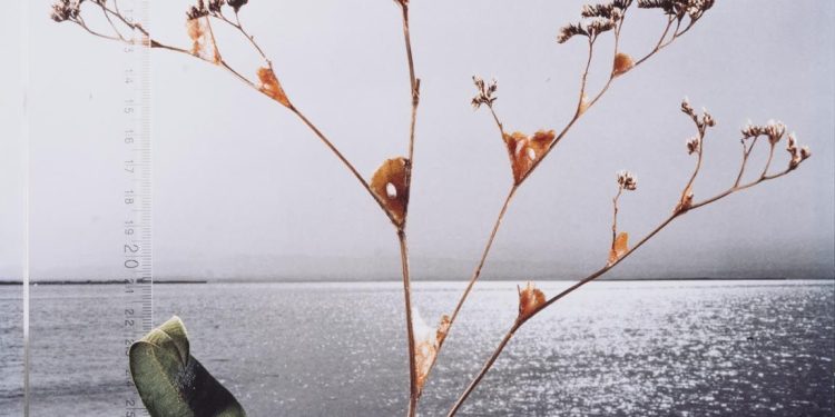 El IVAM lanza el proyecto ‘Museo Anfibio’ para conectar arte, naturaleza y comunidad