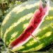 LA UNIÓ informa que el pedrisco del pasado sábado afectó a unas 8.000 hectáreas de cultivo y causa pérdidas superiores a los 29 millones de euros