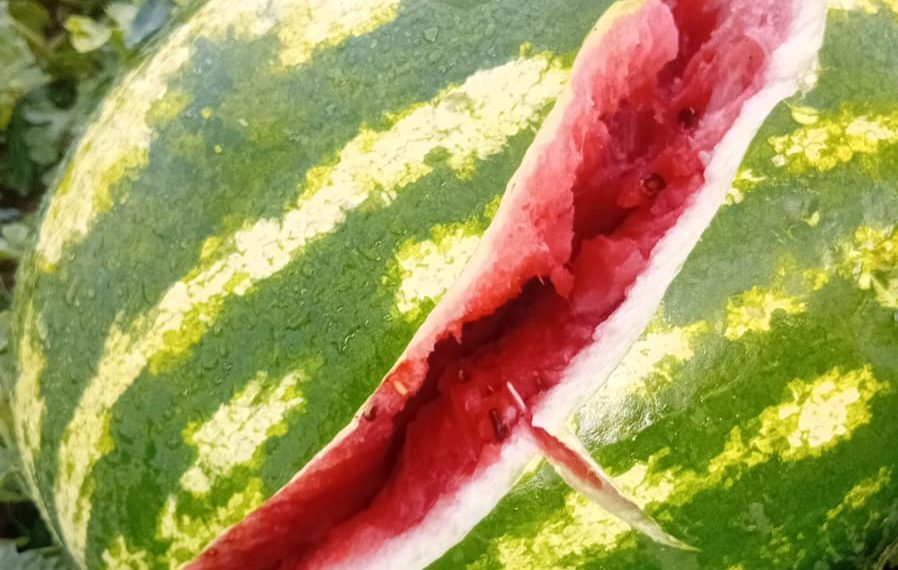 LA UNIÓ informa que el pedrisco del pasado sábado afectó a unas 8.000 hectáreas de cultivo y causa pérdidas superiores a los 29 millones de euros