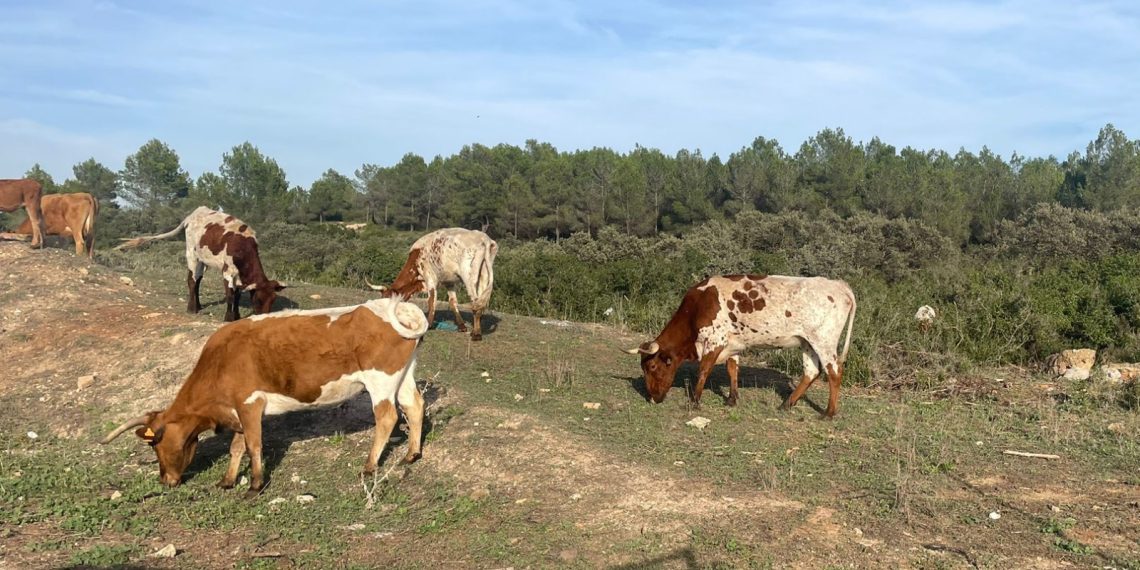 AVA-ASAJA defiende la ganadería tras nuevos estudios que reducen a la mitad su impacto ambiental