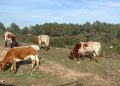 AVA-ASAJA defiende la ganadería tras nuevos estudios que reducen a la mitad su impacto ambiental