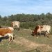 AVA-ASAJA defiende la ganadería tras nuevos estudios que reducen a la mitad su impacto ambiental