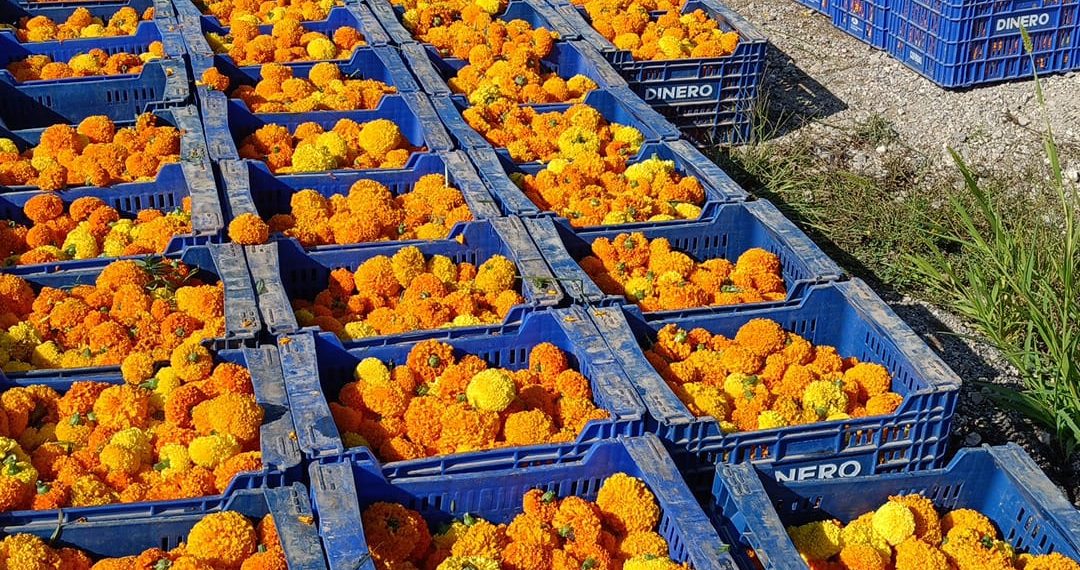 La Batalla de Flores lanzará más de 1,3 millones de clavellons en una contienda que pondrá el punto final a la Feria de Julio