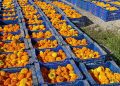 La Batalla de Flores lanzará más de 1,3 millones de clavellons en una contienda que pondrá el punto final a la Feria de Julio