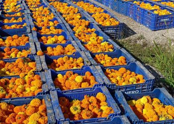 La Batalla de Flores lanzará más de 1,3 millones de clavellons en una contienda que pondrá el punto final a la Feria de Julio