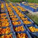La Batalla de Flores lanzará más de 1,3 millones de clavellons en una contienda que pondrá el punto final a la Feria de Julio