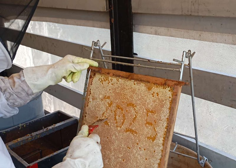 AVA-ASAJA denuncia que la subida del 583% de las importaciones de miel ucraniana destrozaría al sector apícola