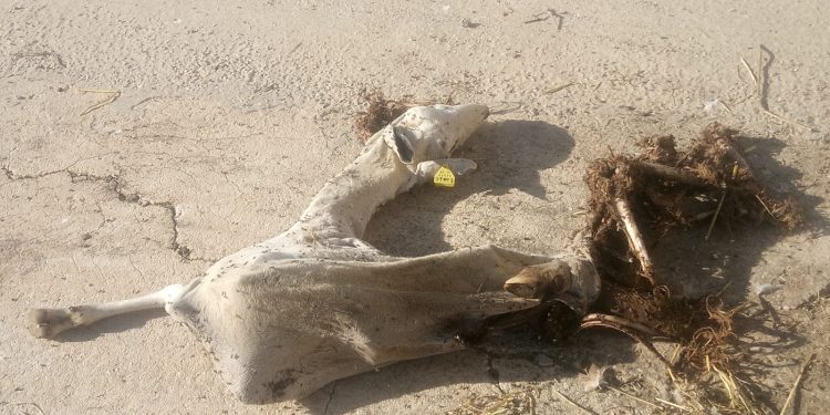 Ganaderos valencianos exigen protección ante el avance de los buitres