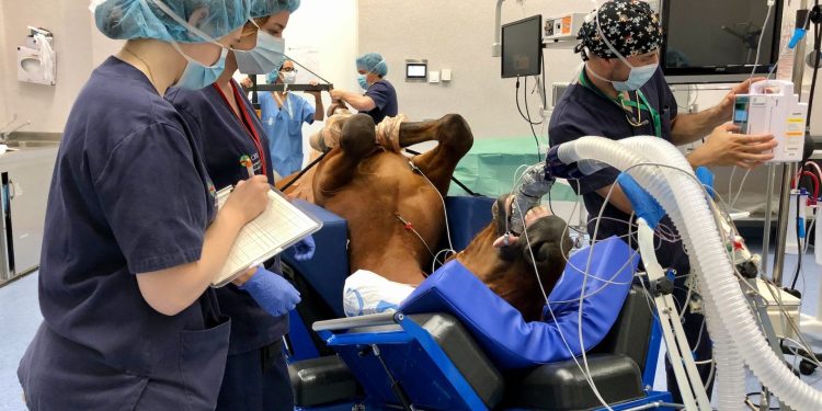 Más de 47.000 cirugías revelan avances y retos en la anestesia de caballos