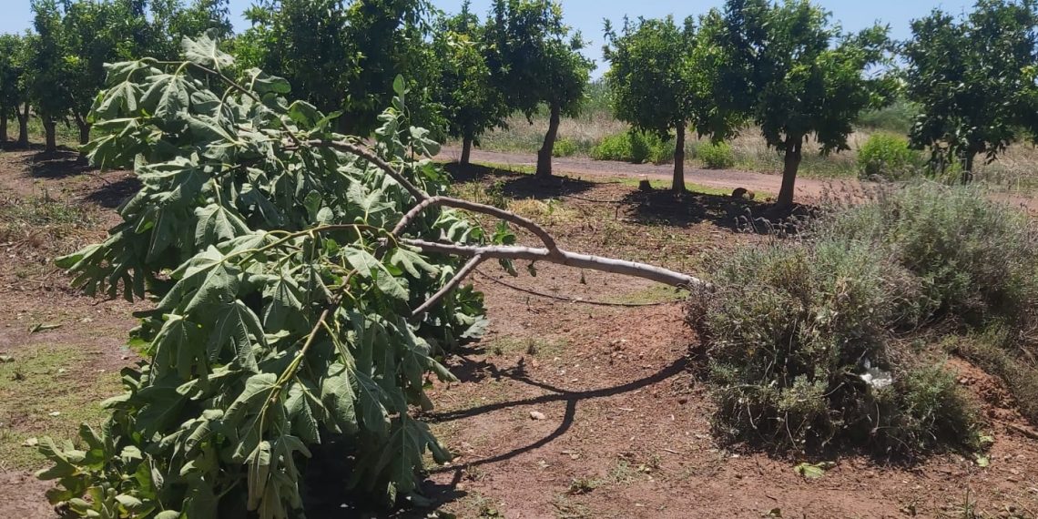 El pedrisco deja 25 millones en pérdidas en 6.000 hectáreas de cultivo en Castellón y Valencia