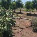 El pedrisco deja 25 millones en pérdidas en 6.000 hectáreas de cultivo en Castellón y Valencia