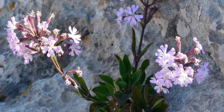 La Silene de Ifac revive: de menos de 20 plantas a 900 ejemplares en Alicante