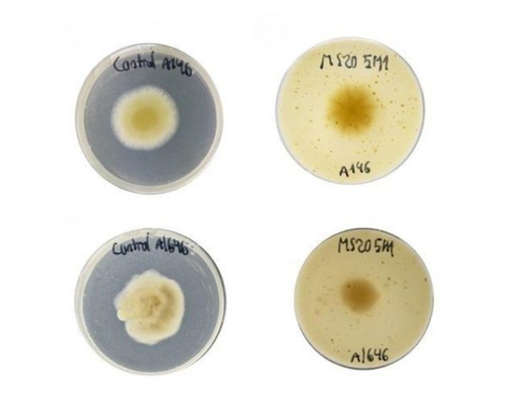 Un proyecto financiado por Ivace+i convierte residuos del arroz en envases sostenibles