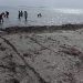 La Generalitat actualiza el protocolo para retirar posidonia de las playas en casos excepcionales