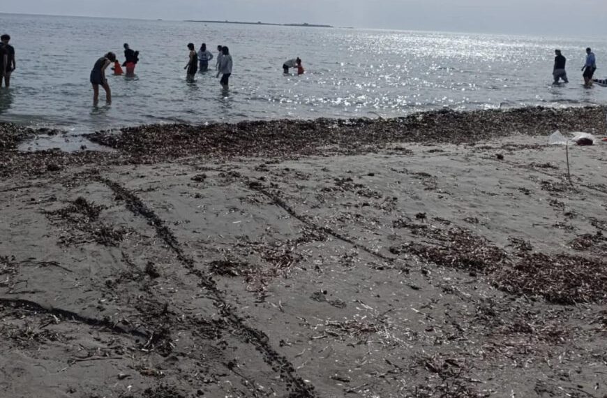 La Generalitat actualiza el protocolo para retirar posidonia de las playas en casos excepcionales