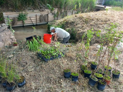 La Generalitat planta flora acuática amenazada en Albalat de la Ribera para reforzar la biodiversidad de L’Albufera
