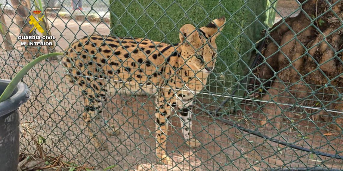 Desmantelado un zoo clandestino en la comarca de la Plana Baja de Nules, en Castellón,, con 150 animales exóticos, algunos en peligro de extinción, como el estornino de Bali