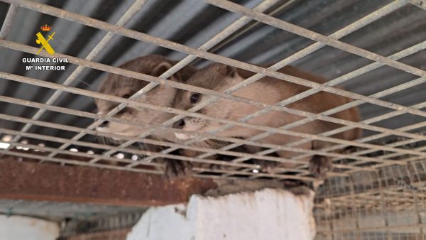 Desmantelado un zoo clandestino en la comarca de la Plana Baja de Nules, en Castellón,, con 150 animales exóticos, algunos en peligro de extinción, como el estornino de Bali