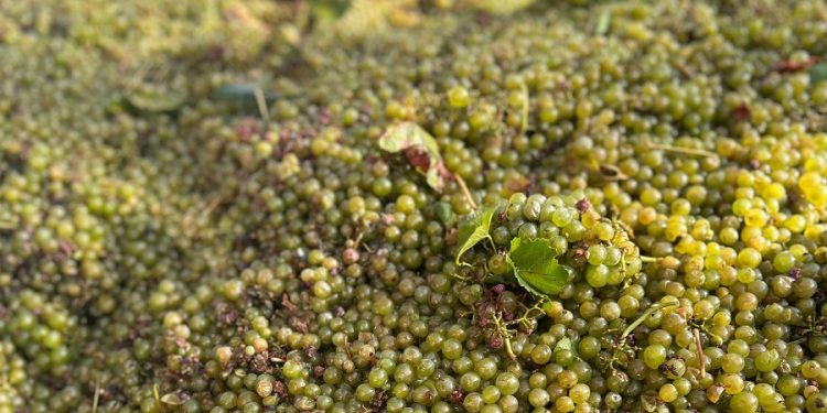 AVA-ASAJA acusa a las bodegas de hundir el precio de la uva en Requena