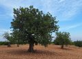 AVA-ASAJA pide respaldar la algarroba para impulsar el campo valenciano