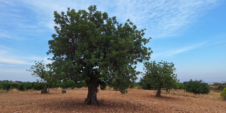 AVA-ASAJA pide respaldar la algarroba para impulsar el campo valenciano