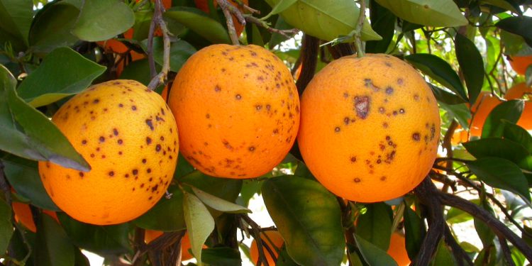 AVA-ASAJA denuncia la “incapacidad” del Mercosur para garantizar cítricos sin plagas